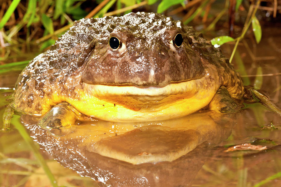 African Burrowing Bullfrog Photograph by David Northcott - Pixels