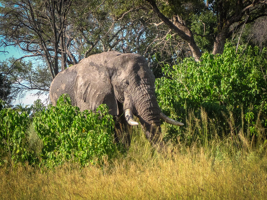 African Bush Elephant Photograph by Gregory Daley  MPSA