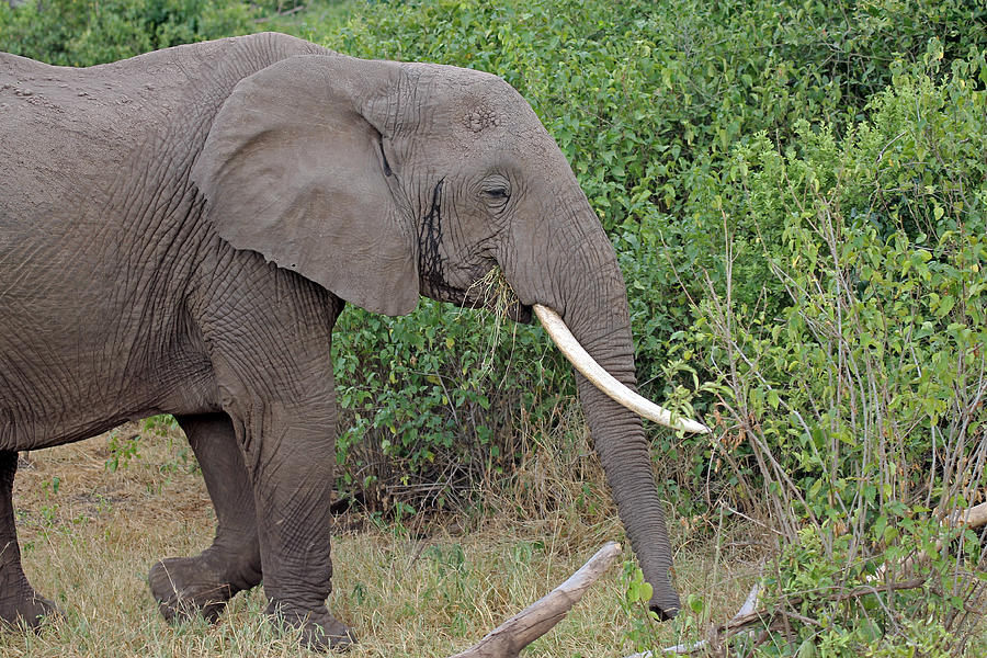 African Bush Elephant Photograph by Tony Murtagh