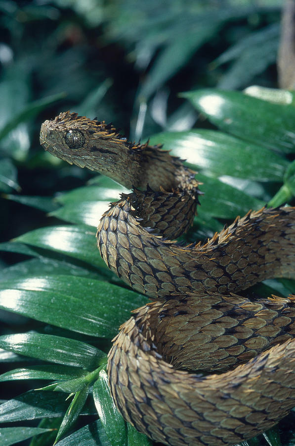 Atheris - African Bush Vipers by MountainLygon on DeviantArt