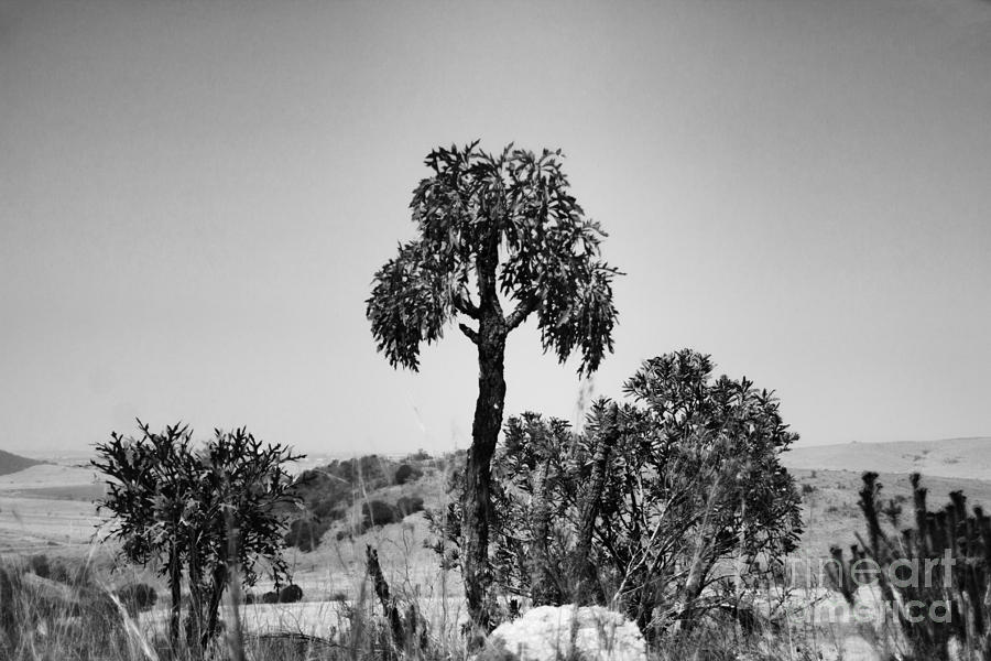 African Bushland-Black and White V2 Photograph by Douglas Barnard