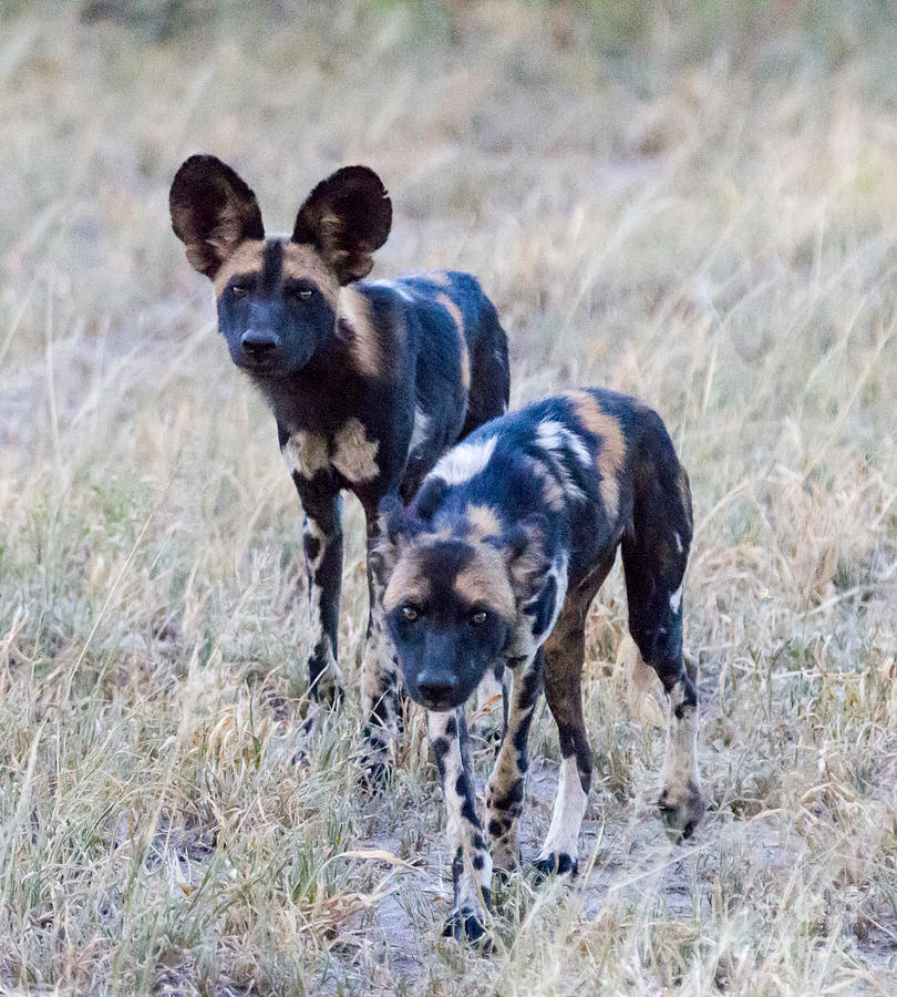 African Cape Hunting Dogs Photograph by Chris Scroggins