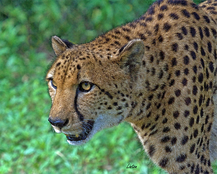 African Cheetah Digital Art by Larry Linton