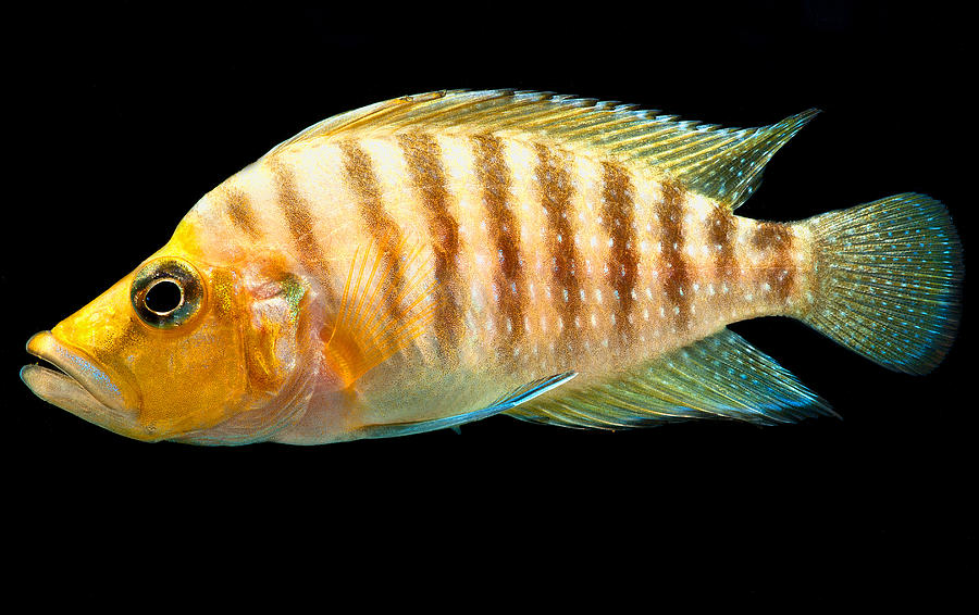 orange african cichlid