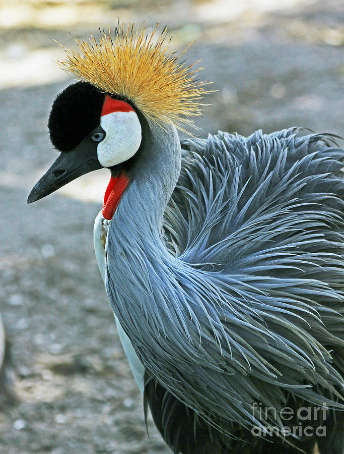 African Crowned Crane Photograph by Larry Nieland