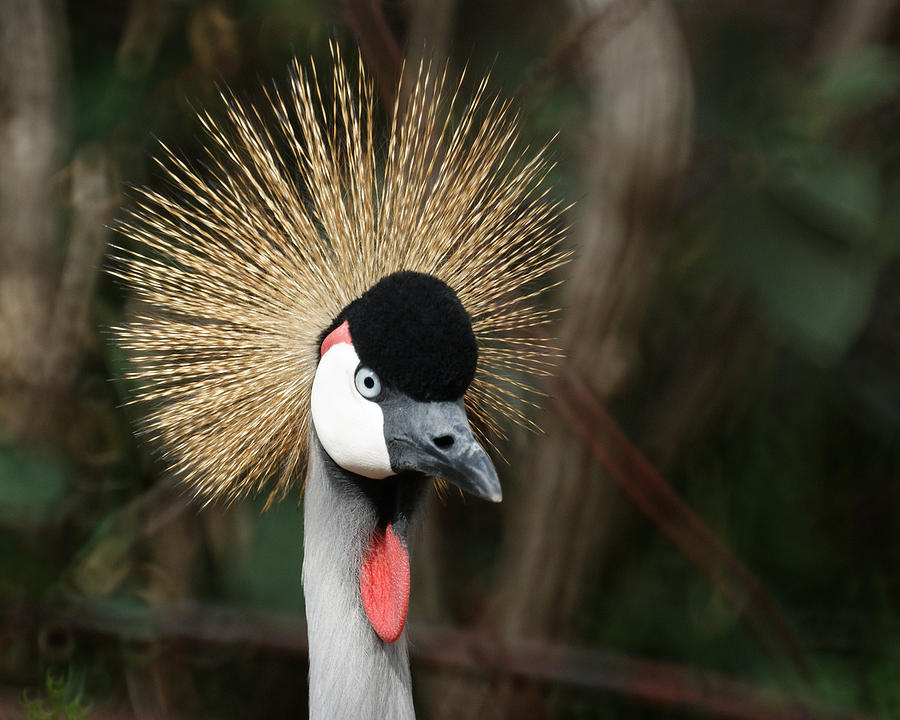 African Crowned Crane 1 Photograph by Ernest Echols