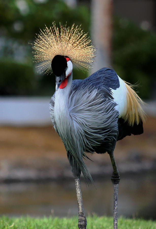 African Crowned Crane Running Photograph by Pamela Walton - Fine Art ...