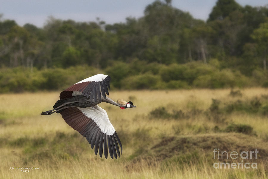 African Crowned Crane Photograph by Timothy Hacker