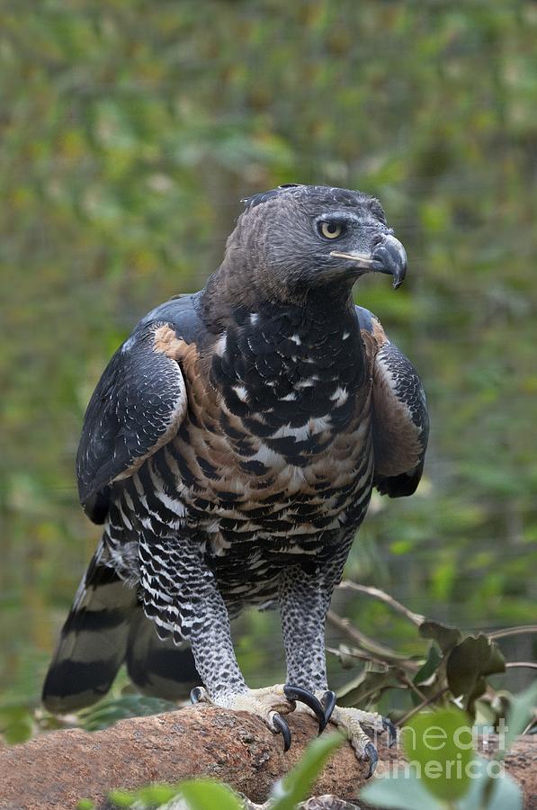 African Crowned Eagle Photograph by Anthony Mercieca