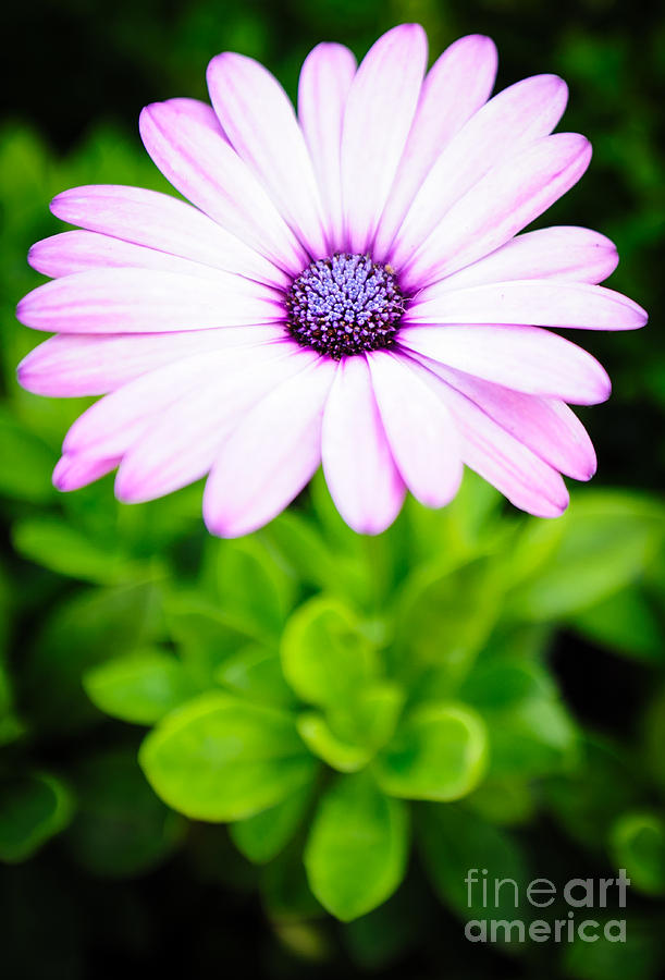 African Daisy Photograph by Charles Dobbs