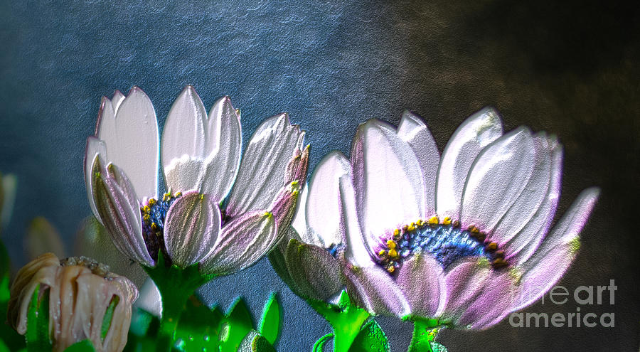 African Daisy Detail Photograph by Donna Brown