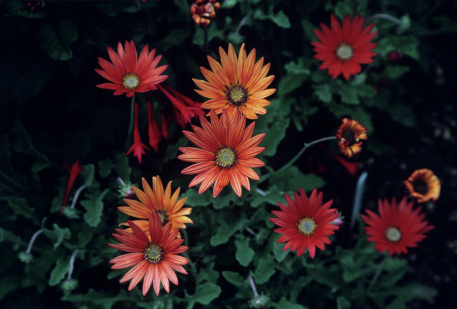 African Daisy flame Flowers Photograph by A C Seinet/science Photo Library