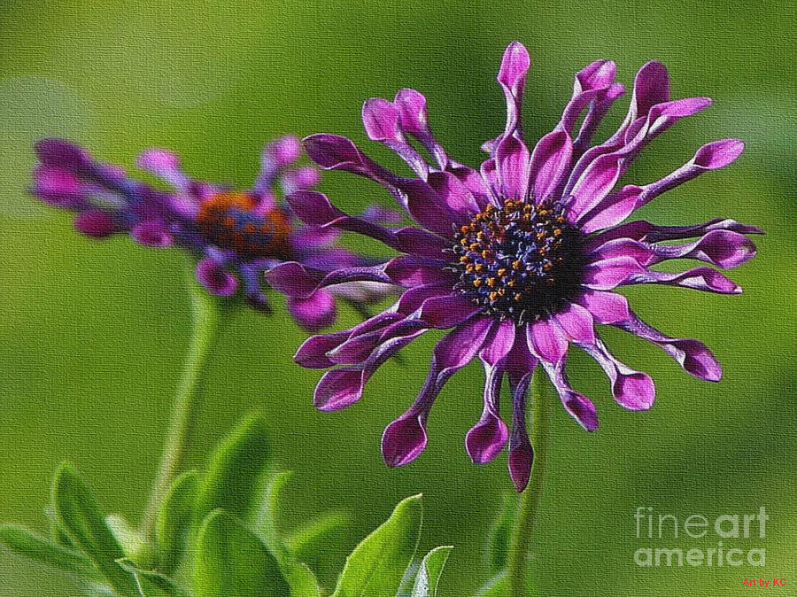 African Daisy Flowers Photograph by Vintage Collectables