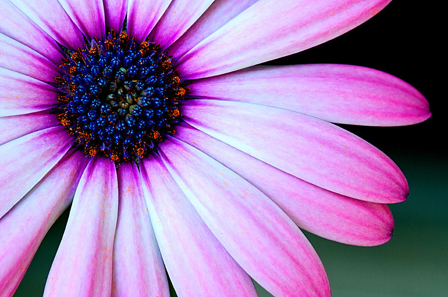 African Daisy Photograph by Glenn Stuart - Fine Art America