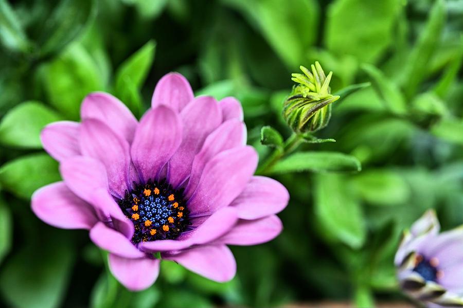 Flower Photograph - African Daisy in Purple by JC Findley