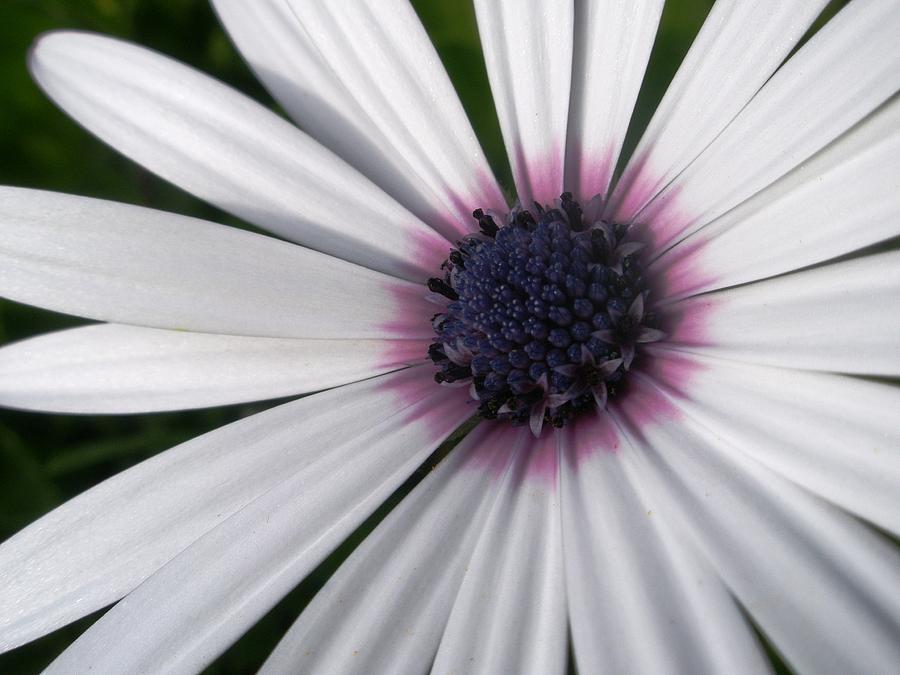African Daisy Photograph by Kevin B Bohner