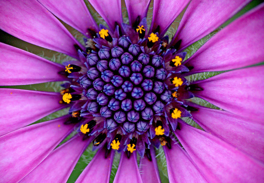 African Daisy Macro Photograph by Peggy Collins