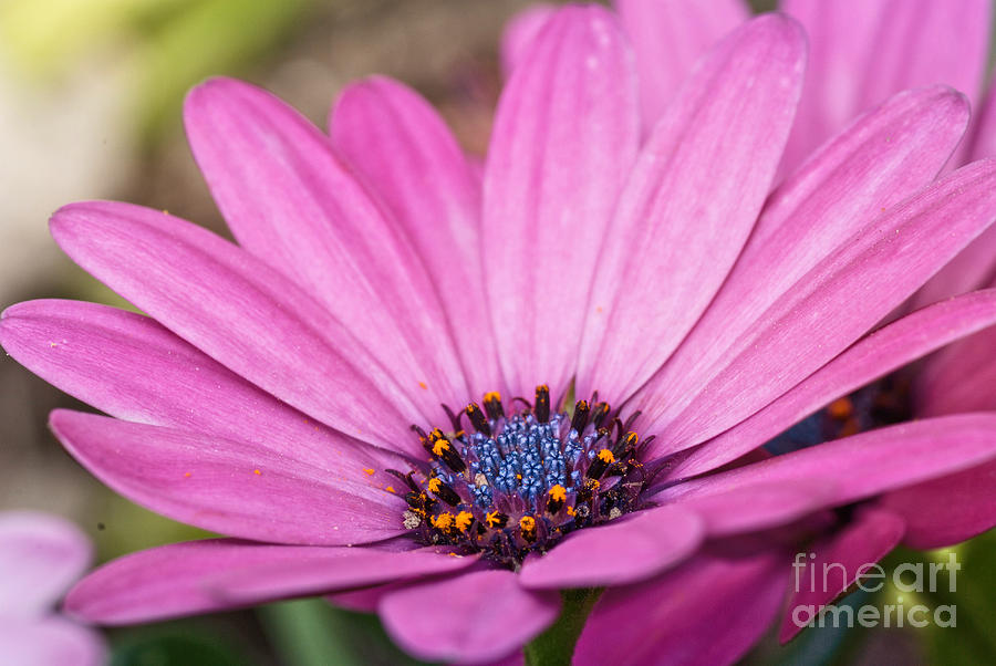 African Daisy  Photograph by Martin Capek