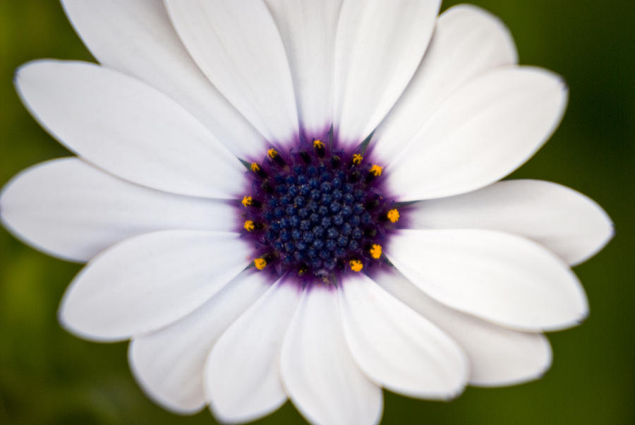 Nature Photograph - African Daisy by Oceano Ransford