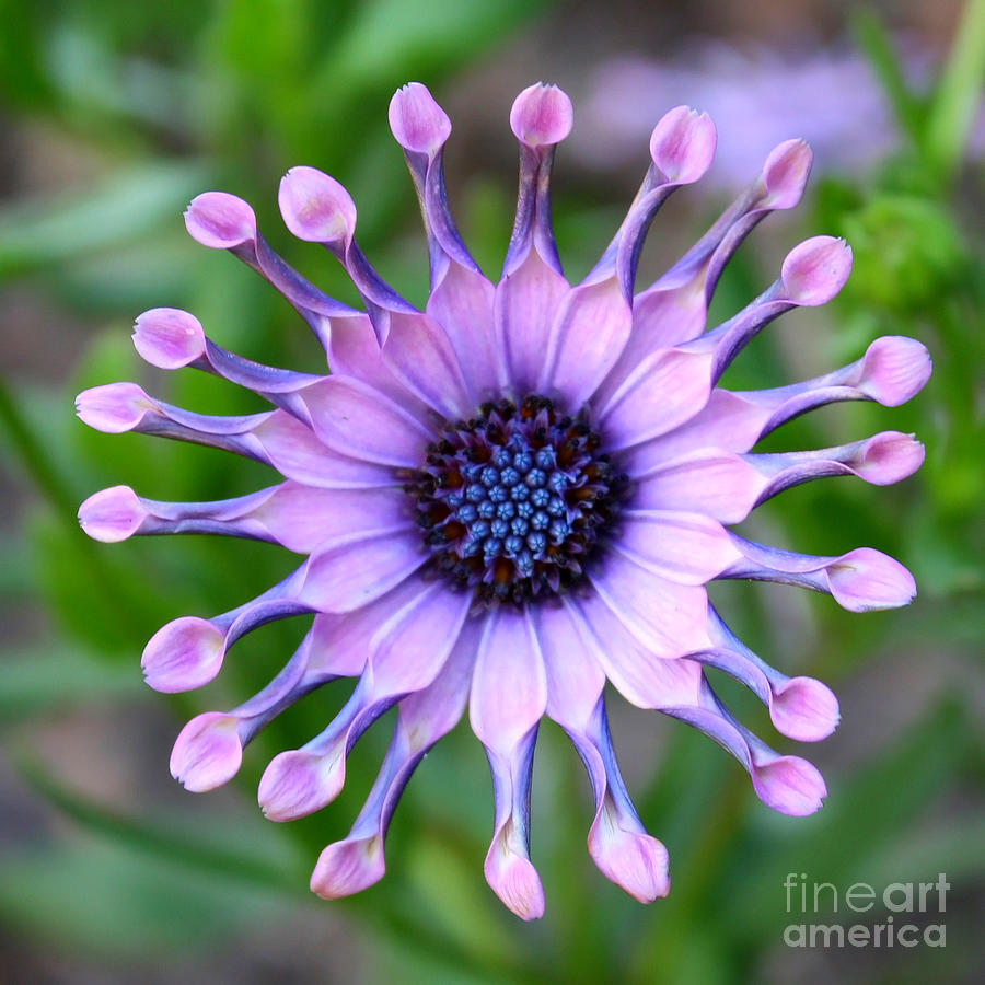 African Daisy - Square Format Photograph by Carol Groenen