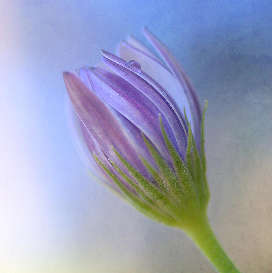 African Daisy Squared Photograph by Fraida Gutovich