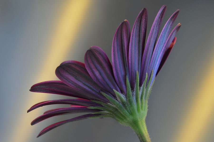African Daisy. Photograph by Terence Davis