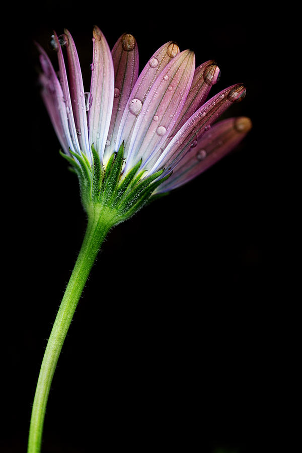 African Daisy with Rain Drops Photograph by Rebecca Cozart