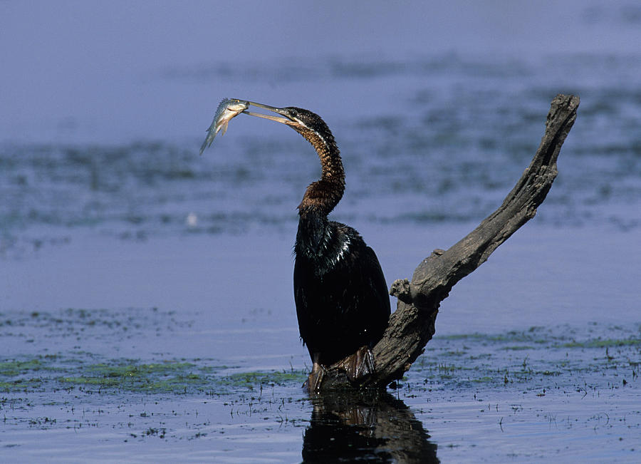 African Darter With Fish Photograph by Nigel Dennis