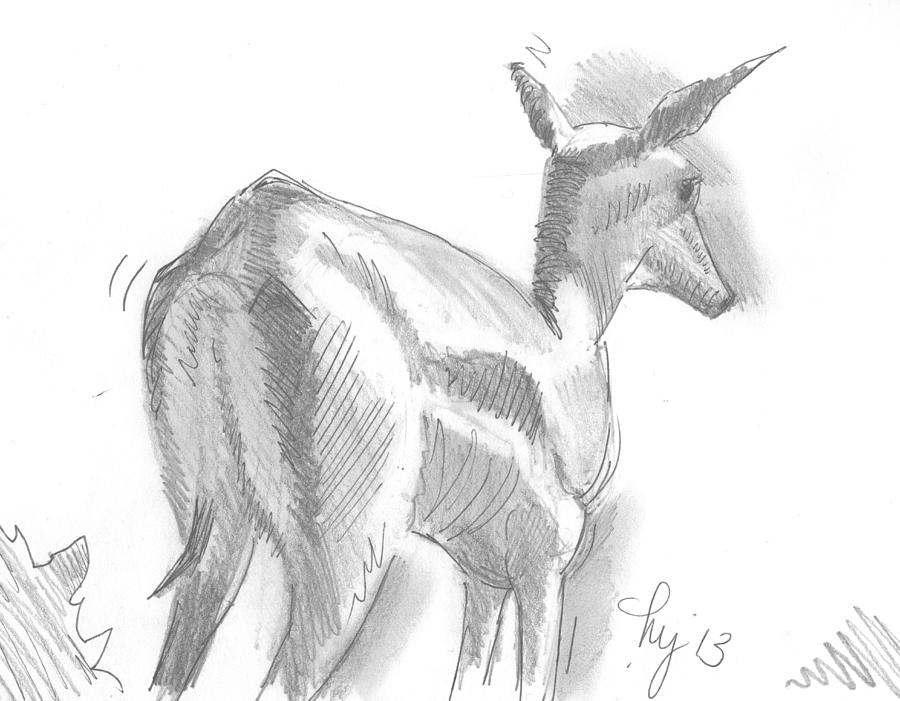 African Deer Drawing Drawing by Mike Jory