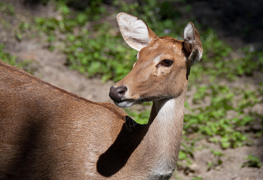 African Deer Photograph by John Black