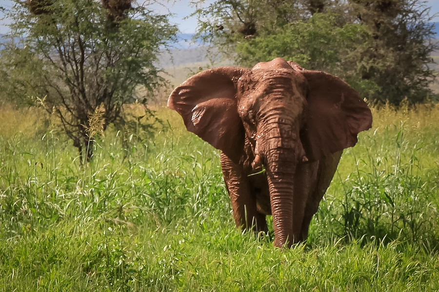 African Desert Elephant Photograph by Gregory Daley  MPSA