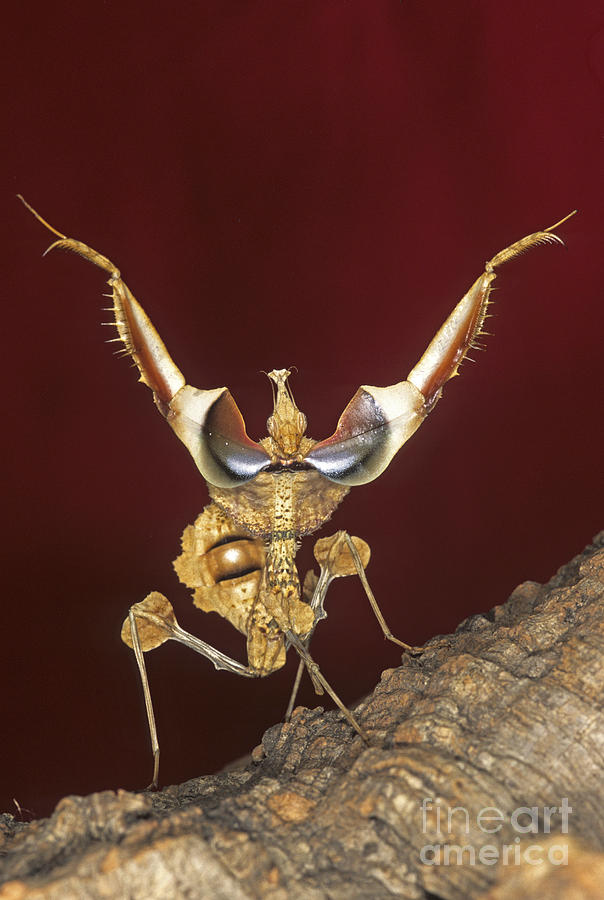 African Devil Mantis Photograph by Francesco Tomasinelli