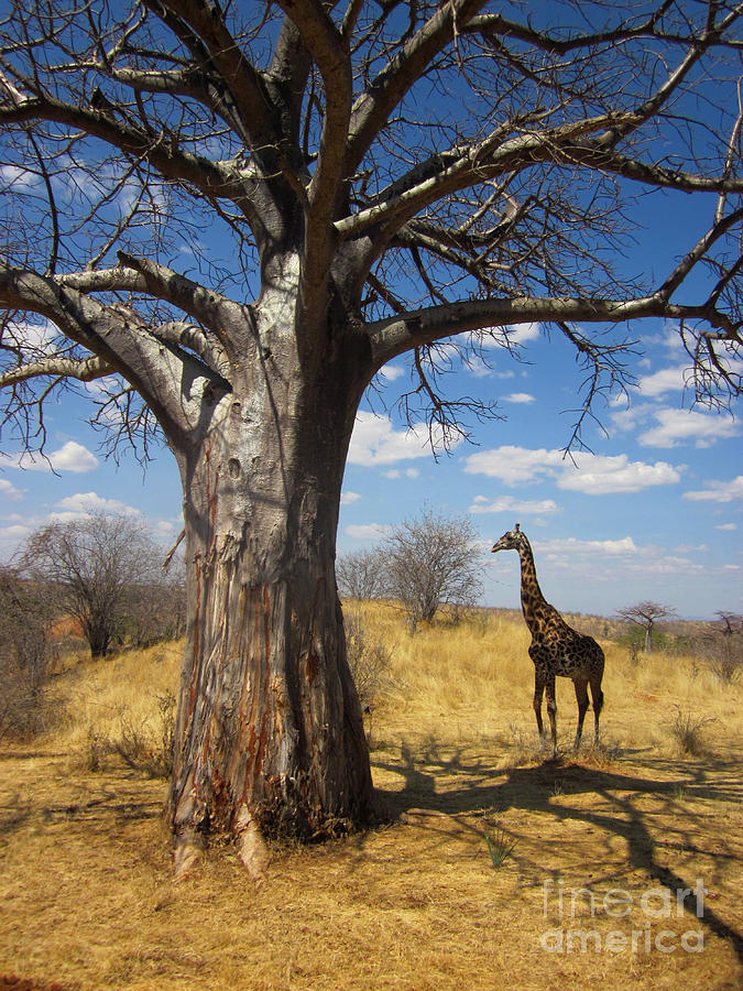 Wildlife Photograph - African Dream by Christina Gupfinger