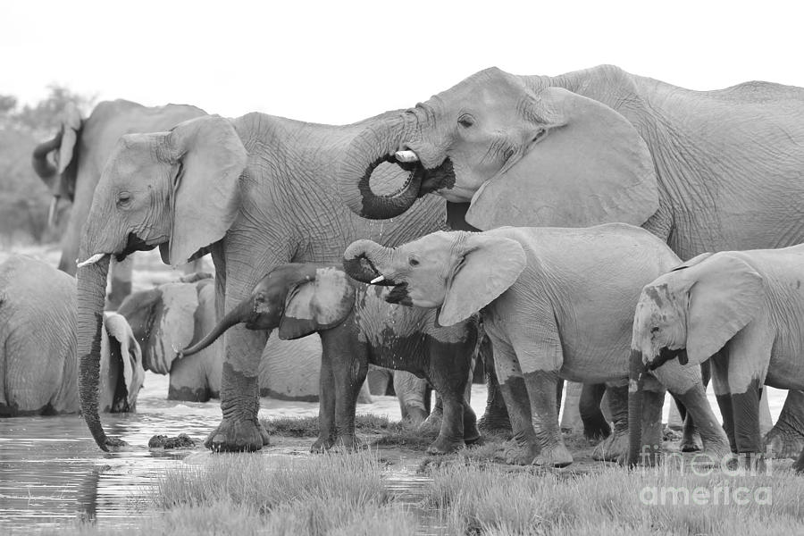 African Elephant - Happy Family Photograph