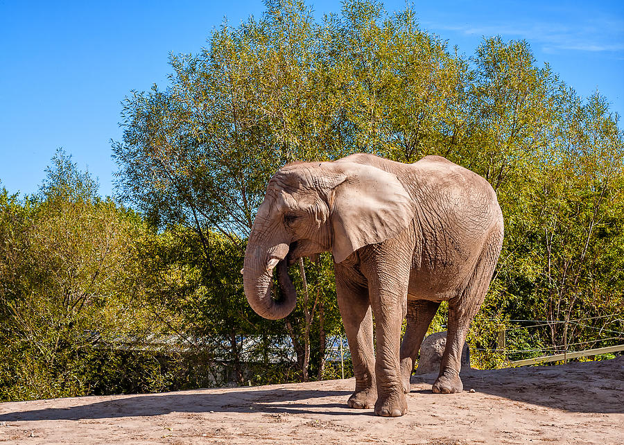 Wildlife Photograph - African Elephant 2 by Steve Harrington