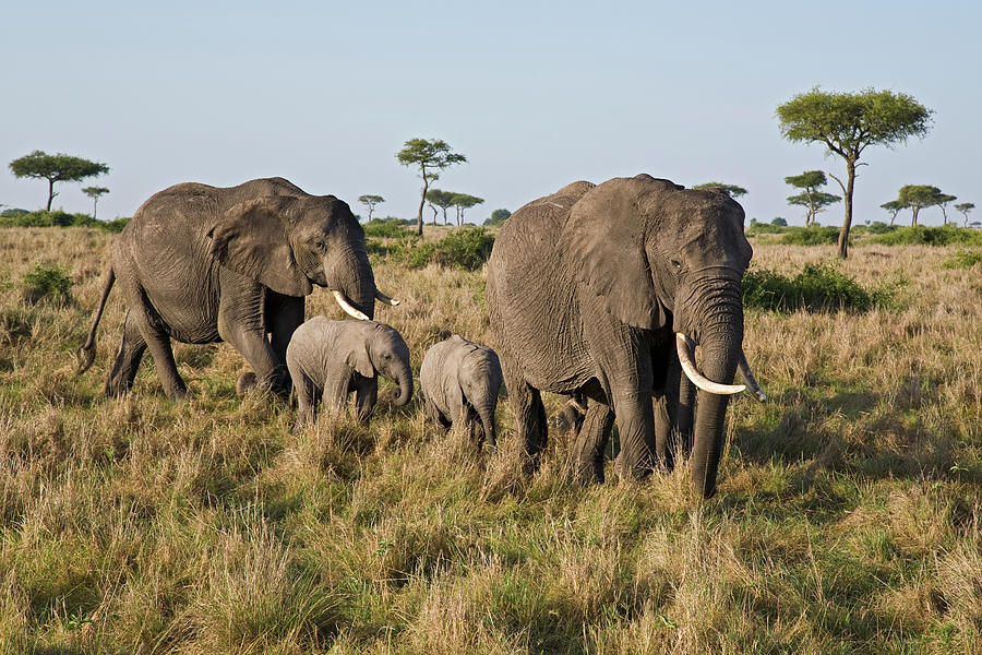 African Elephant Adults with Calves Photograph by Ingo Arndt | Fine Art ...