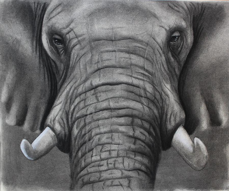 African Elephant Drawing by Alan Conder