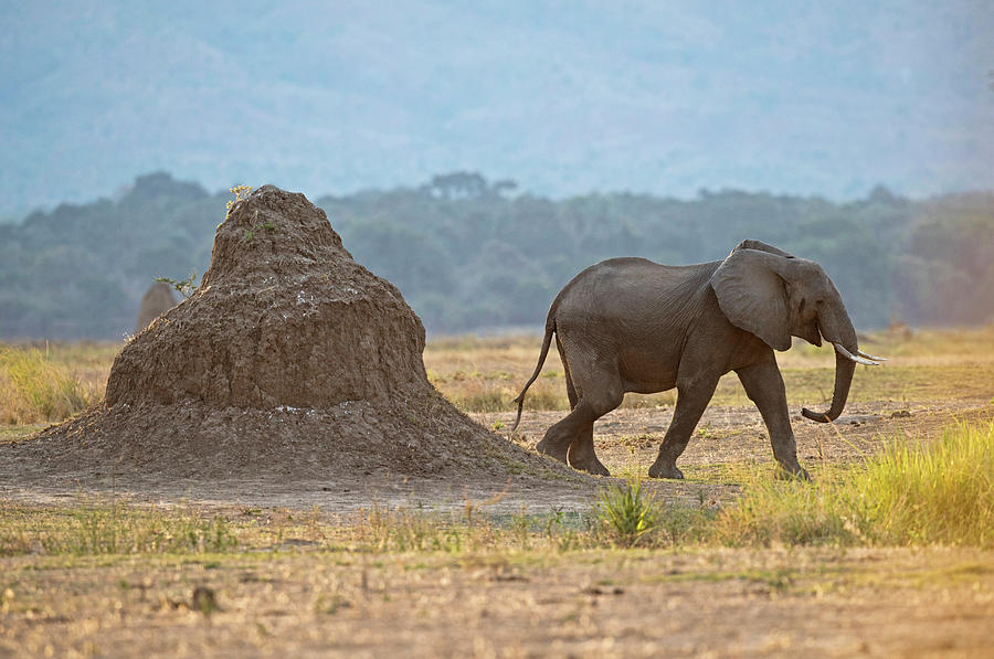 African Elephant Alongside Termite Mound Photograph by Tony Camacho