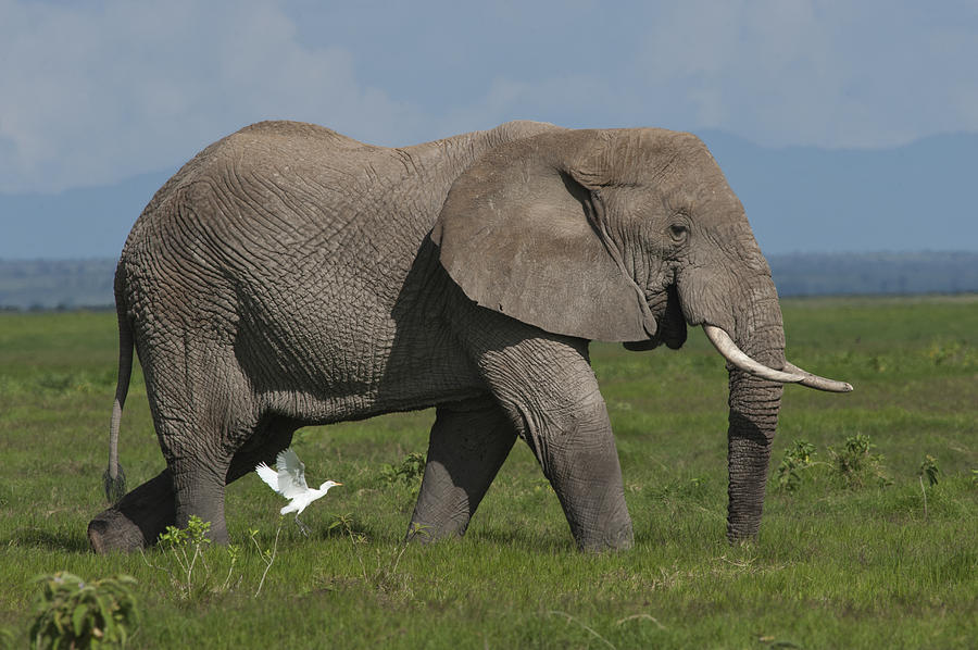 African Elephant Amboseli Np Kenya Photograph by D. & E.  Parer-Cook