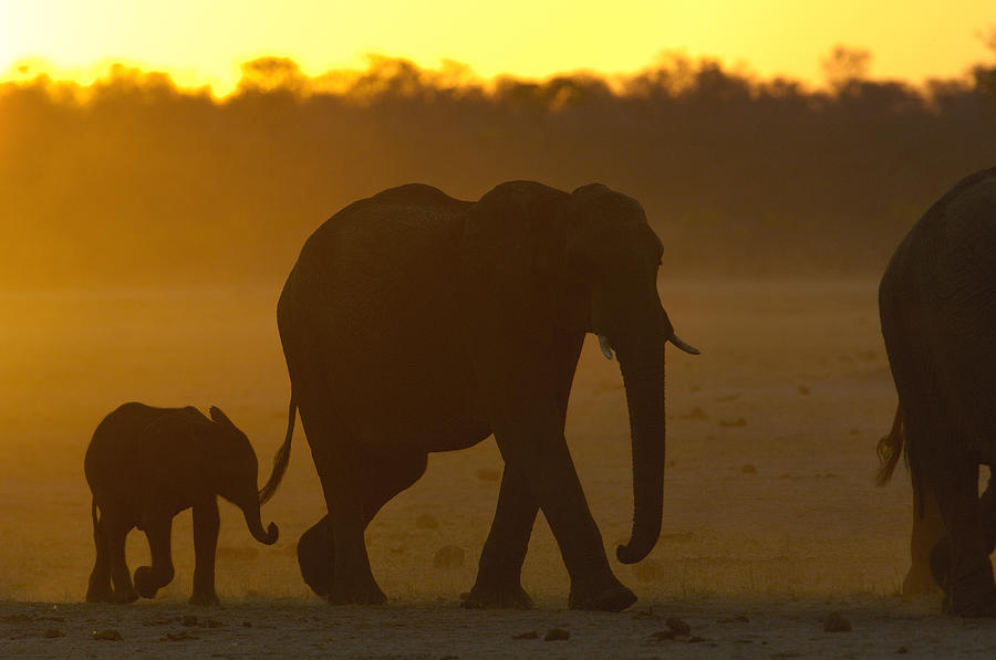 African Elephant And Calf At Sunset Photograph by Pete Oxford