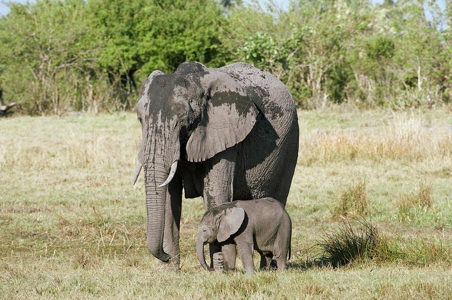African Elephant And Calf Photograph by Dr P. Marazzi/science Photo Library
