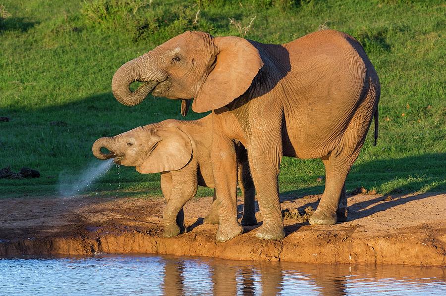 Nature Photograph - African Elephant And Calf Drinking by Peter Chadwick