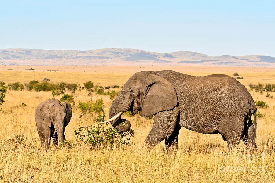 Animal Photograph - African Elephant and calf by Liz Leyden