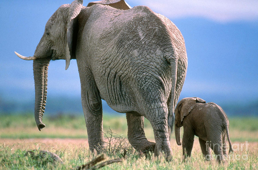 African Elephant And Young Photograph by Art Wolfe