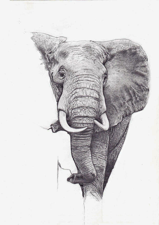 African Elephant Drawing by Andrew Harrison