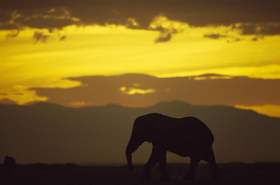 African Elephant At Sunset Amboseli Photograph by Gerry Ellis
