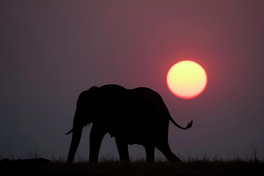 African Elephant At Sunset Photograph by Tony Camacho/science Photo Library