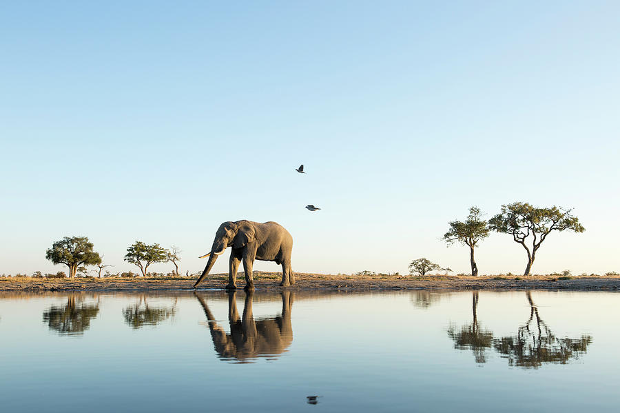 African Elephant At Water Hole, Botswana Photograph by Paul Souders African Elephant At Water Hole, Botswana Photograph by Paul Souders