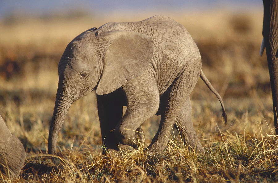 African Elephant Baby Kenya Photograph by Tim Fitzharris
