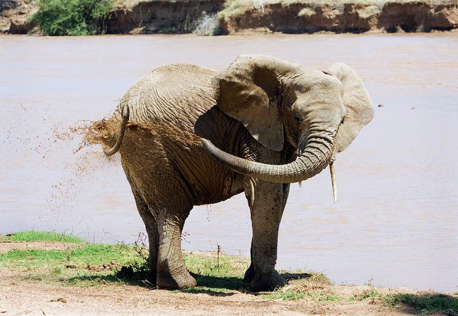 African Elephant Bathing Photograph by John Devries/science Photo Library